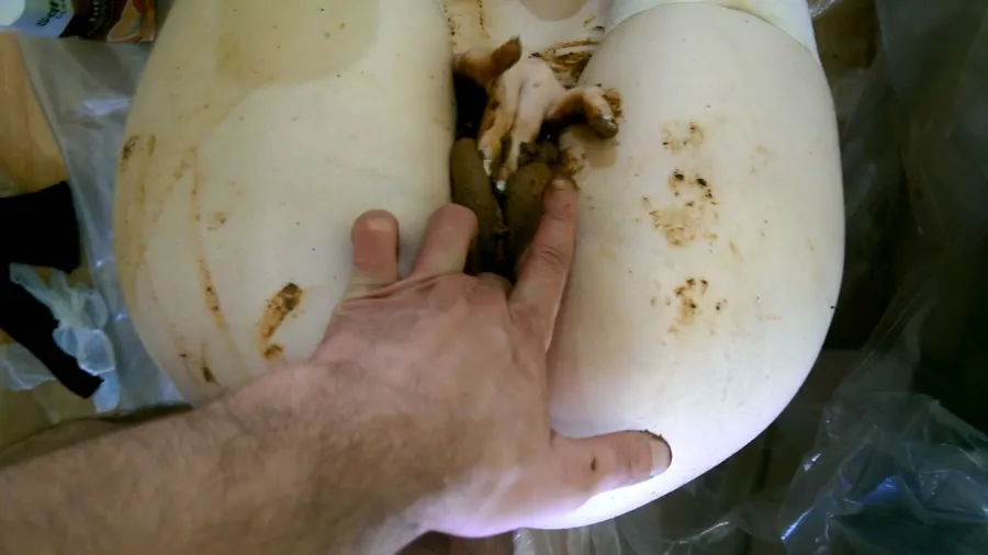 AstraCelestial FullHD 1080p Mad Scat Girl. Complete Version PART 3 [Poop, Big Farting Girls]