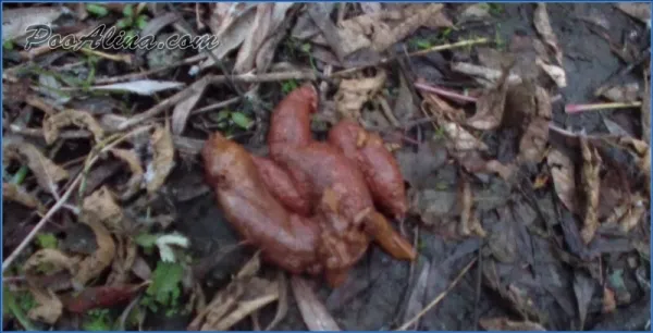 PooAlina - Alina pooping in autumn forest Extreme Shit Eating