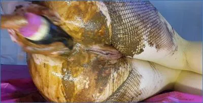 Anna Coprofield Goes All In on Hardcore Extreme Scat in Fishnet Leggings