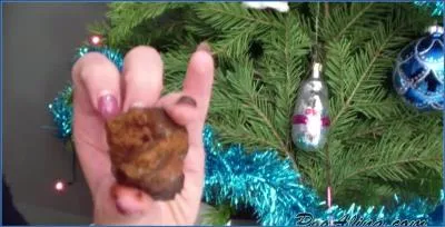 PooAlina's Extreme Christmas Shit-Eating and Vomit Humiliation