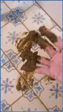 Mistress Jardena Commands Her Submissive in Grimy Extreme Scat Porn